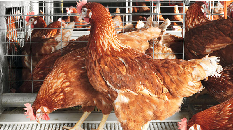 Poultry Production