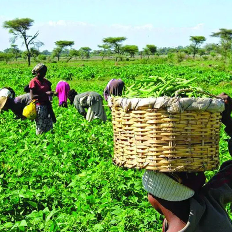 The Role of Fertilizers in Enhancing Soil Health and Crop Productivity in Nigeria